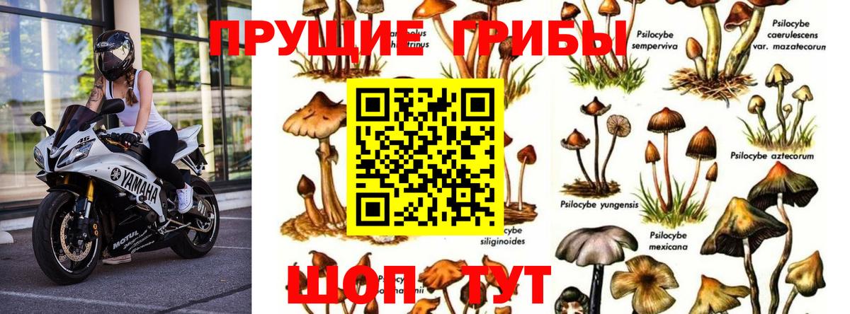 Псилоцибиновые грибы Psilocybe Мыски